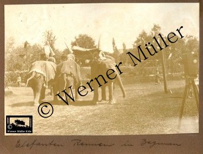 Elefantenrennen Pagman Kabul Afghanistan